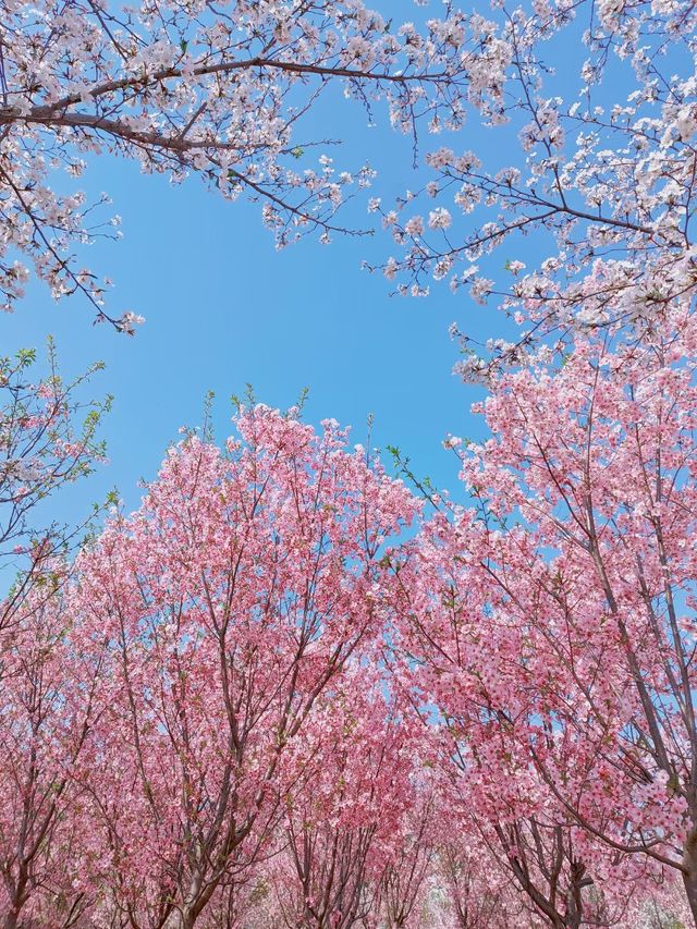滁州鳳陽櫻花谷。