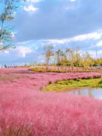上海秋日限定寶藏公園粉黛子花海路線攻略。