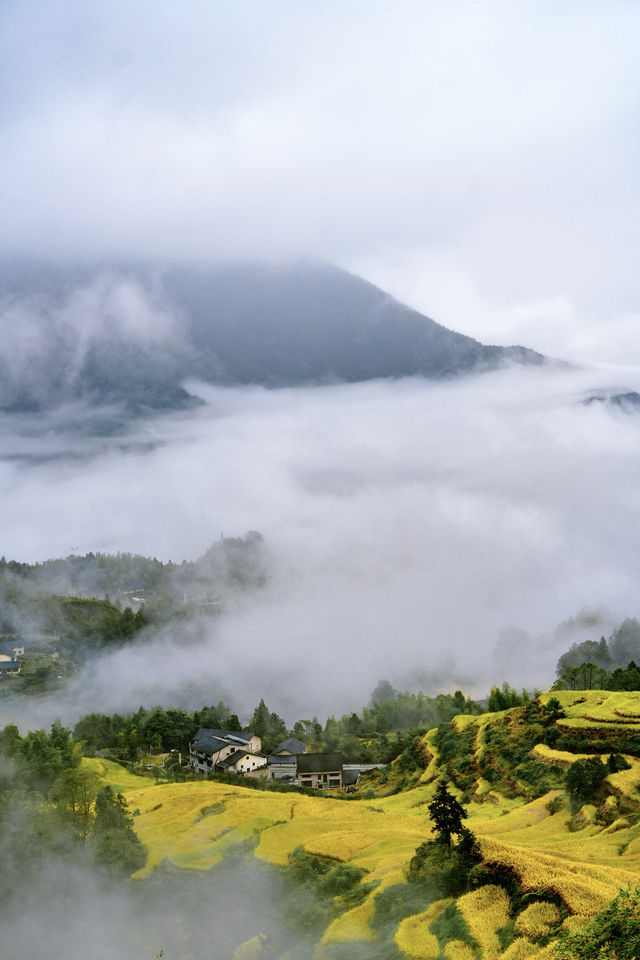 這個秋天錯過麗水梯田雲海該有多遺憾呢。