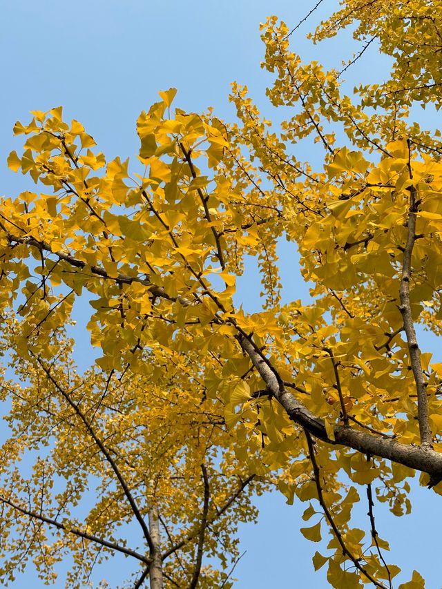 漢長安城遺址公園|規模宏大。 漢長安城遺址公園|規模宏大。