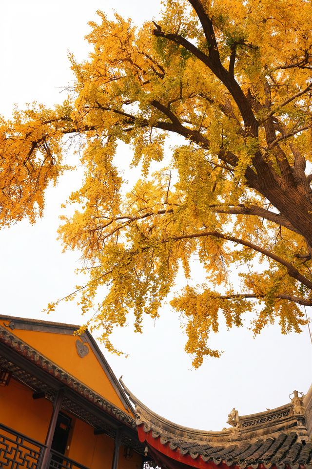 12.4實拍丨定慧寺百年古銀杏黃了。