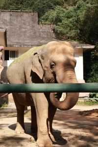 溫州動物園像坐上了去往90年代的穿梭機。