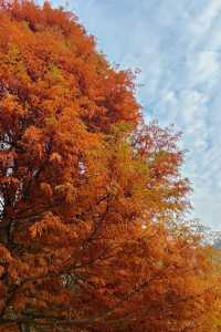 冬日一抹暖色，花溪紅樹林的季節邀約