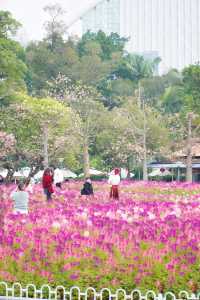 12.14宏城公園醉蝶花實拍，冬日浪漫花海