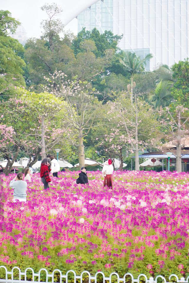 12.14宏城公園醉蝶花實拍，冬日浪漫花海