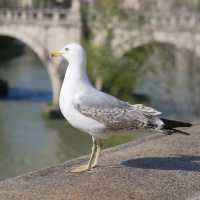 Rome: Where History Comes Alive
