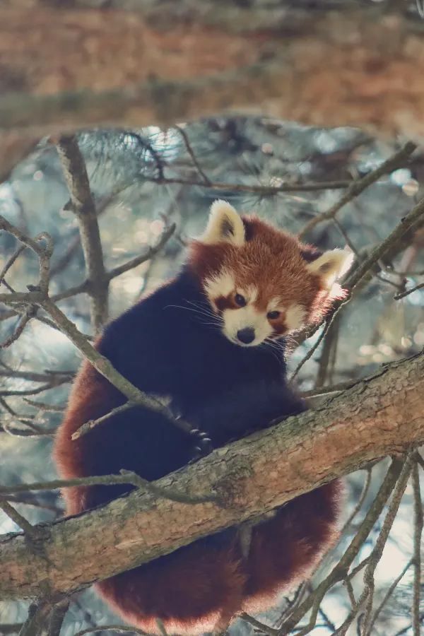 Half-Day Adventure at Edinburgh Zoo: A Delight for Animal Lovers