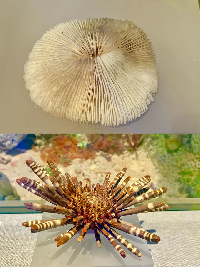 南海博物館『』來海南探索海洋秘境的必打卡之地