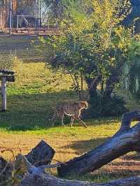Explore the Phoenix Zoo: A Day of Adventure and Wildlife
