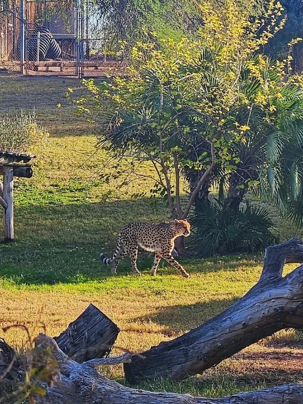 Explore the Phoenix Zoo: A Day of Adventure and Wildlife