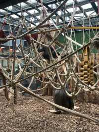 Visit London Zoo in Winter for a Unique Experience