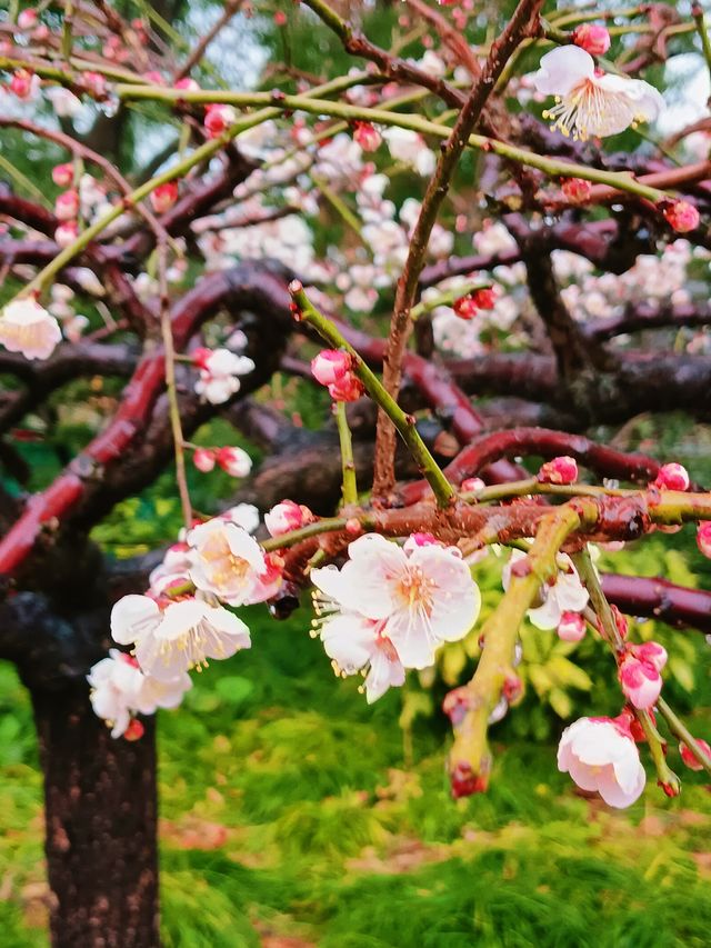 在真如公園遇見「梅」好—踏雨尋梅