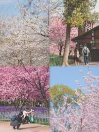 總結了近兩年武漢各個公園櫻花開放時間