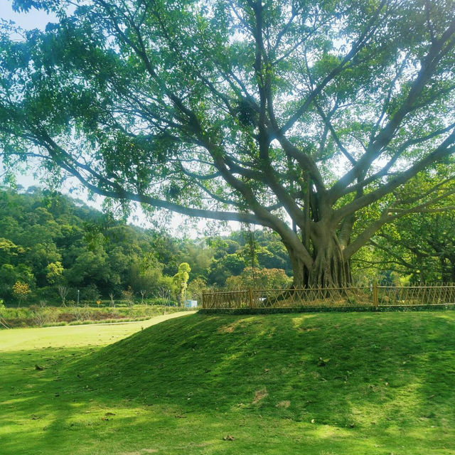 唔使出深圳，就搵到阿勒泰同款治愈綠意🌳 恩上濕地公園正到痹！