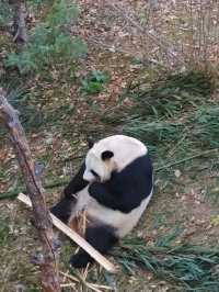 西寧野生動物園：一場熱血沸騰的動物奇遇之旅