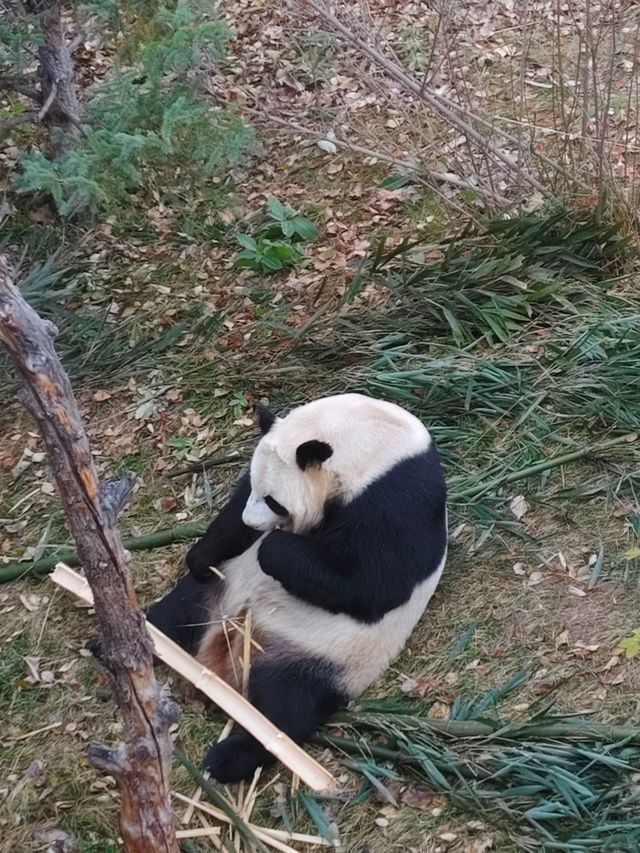 西寧野生動物園：一場熱血沸騰的動物奇遇之旅