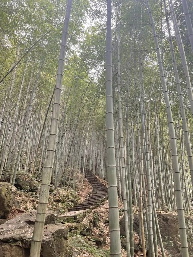城市綠肺，天然氧吧，中坡山森林公園