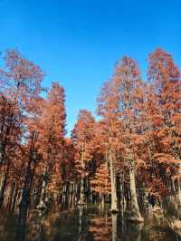青西郊野公園絕對是任何季節都值得去的地方！