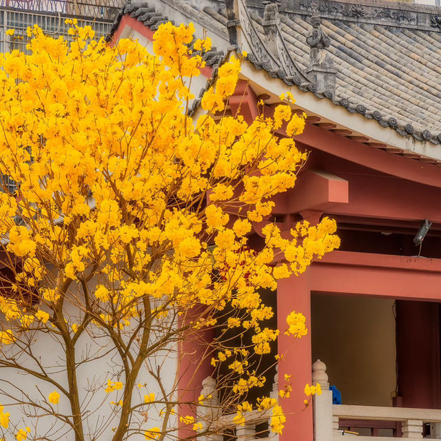 千年古剎將現金光！光孝寺黃花風鈴木盛開啦