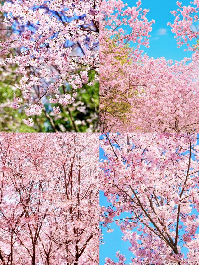 春天賞花必帶老婆去嘅浪漫城市