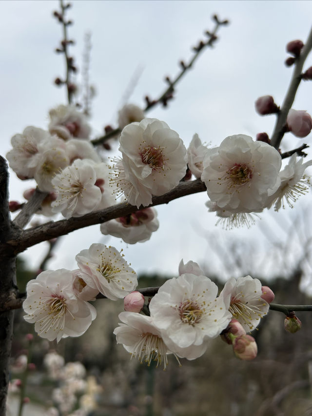 2.21 莘莊梅園實況｜「梅」不勝收，獨佔春色，專場