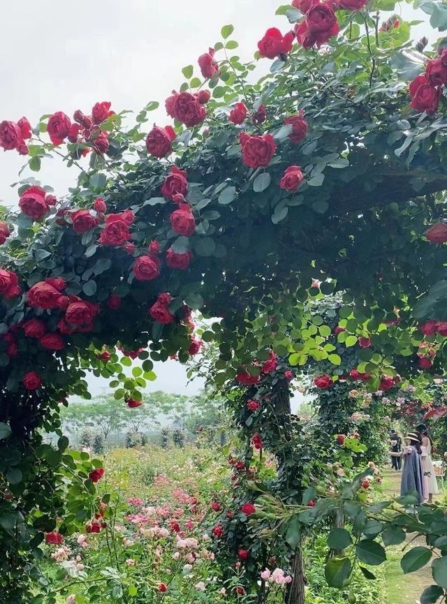 以玫瑰花園為主題的農場～潛江西西花園農場