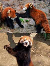 足不出「滬」，親近動物