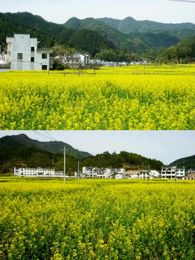 Wuyuan Rapeseed Flower Viewing｜A Stunning Spring Intertwined with Ancient Villages and Flower Seas