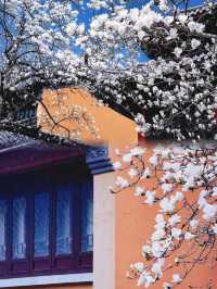 金陵靈谷寺：春日賞花踏青不容錯過