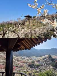 誤入韓漫裡的春日梅林！光陽梅花村