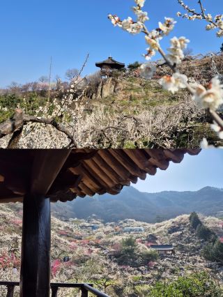 A Spring Day in a Korean Manhwa: Gwangyang Maehwa Village