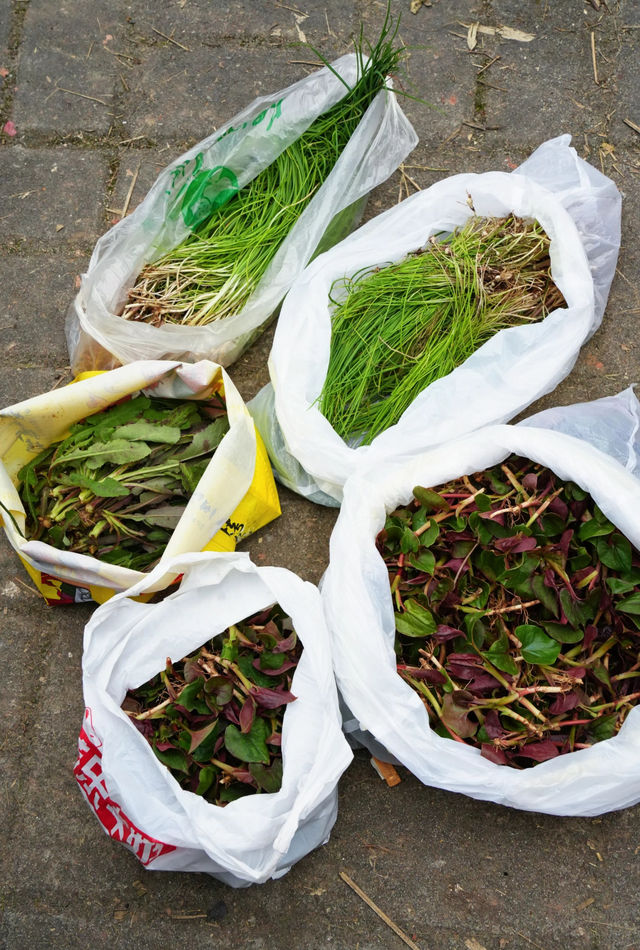 成都周邊9個打野菜好地方週末戶外好去處