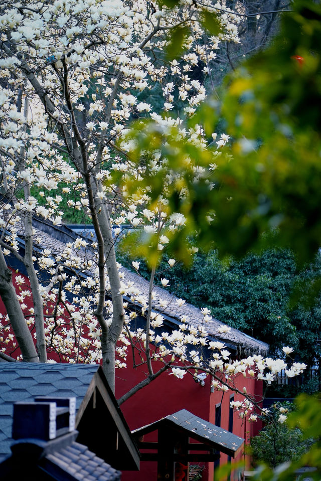 南京清涼山玉蘭 南京清涼山玉蘭
