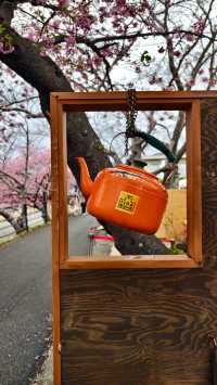 🌸今日満開の河津桜🌸