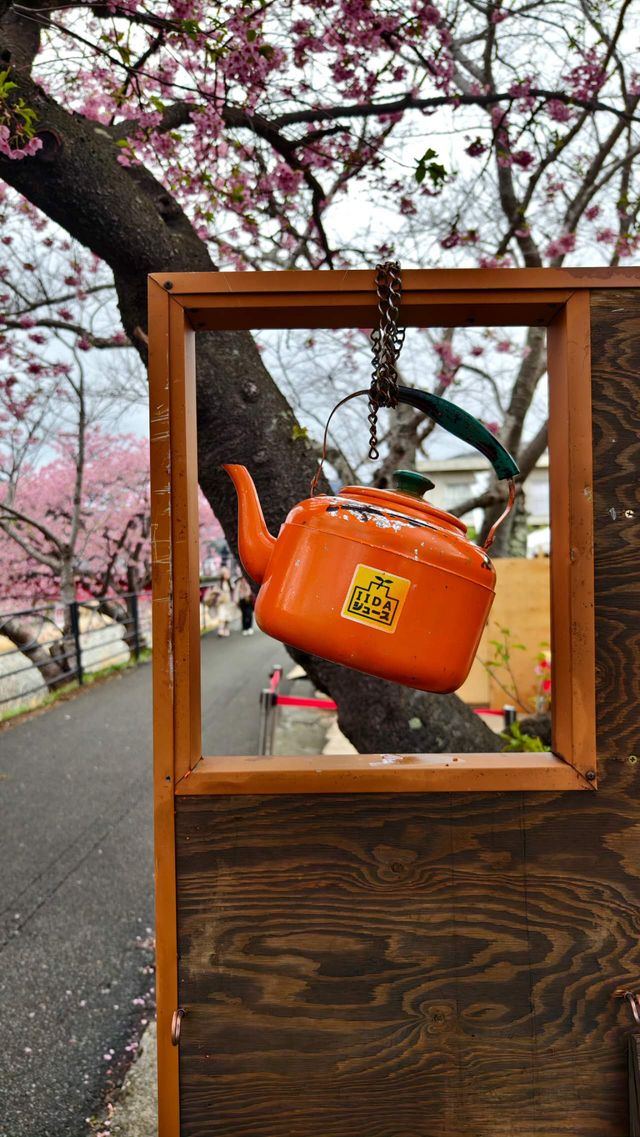 🌸今日満開の河津桜🌸