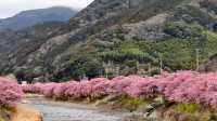 🌸今日満開の河津桜🌸