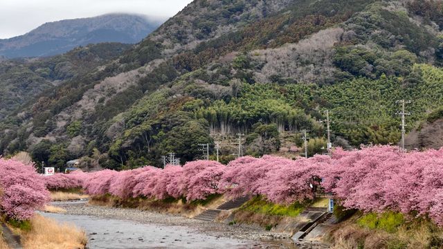 🌸今日満開の河津桜🌸