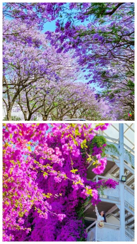 聽說昆明藍花楹超美？