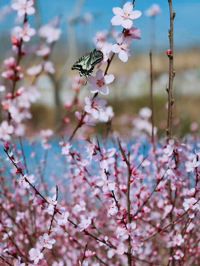 3月必去！咸陽鄭國渠！