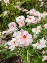 深圳仙湖植物園踏青
