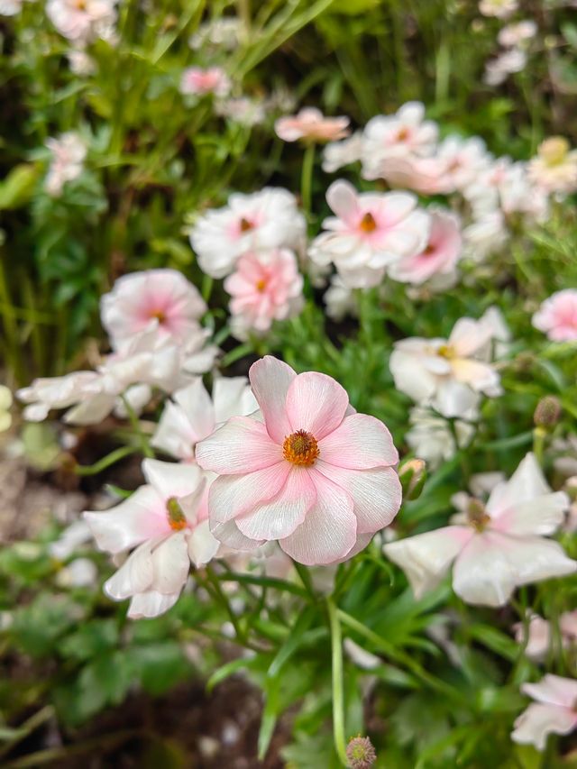深圳仙湖植物園踏青