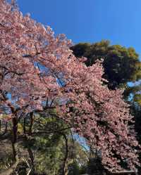 爆肝整理！日本賞櫻進階版超全攻略來啦