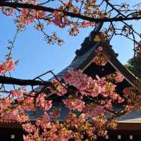🌸福岡驚喜！偶遇櫻花盛開