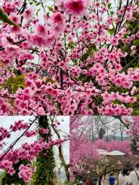 成都龍泉山 |3 - 4月來真香，邂逅浪漫春日之旅！
