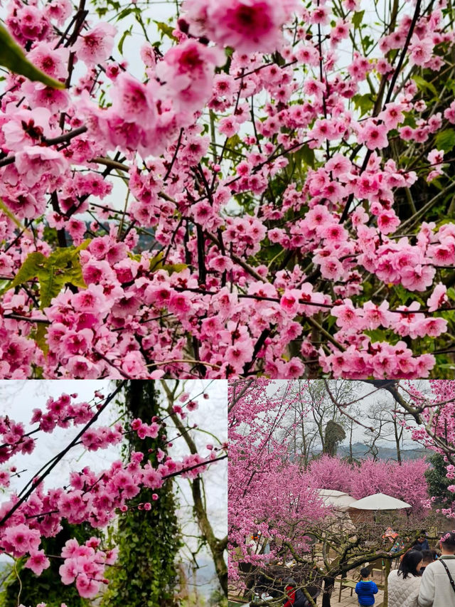 成都龍泉山 |3 - 4月來真香，邂逅浪漫春日之旅！