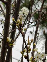 會理梨花好去處