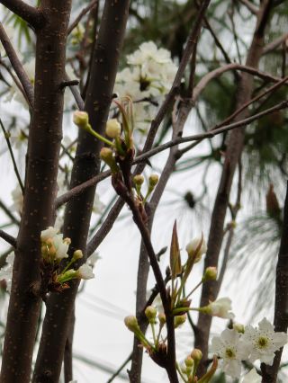 Best Places to See Pear Blossoms in Huili