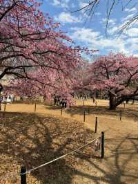 代々木公園での楽しいひととき