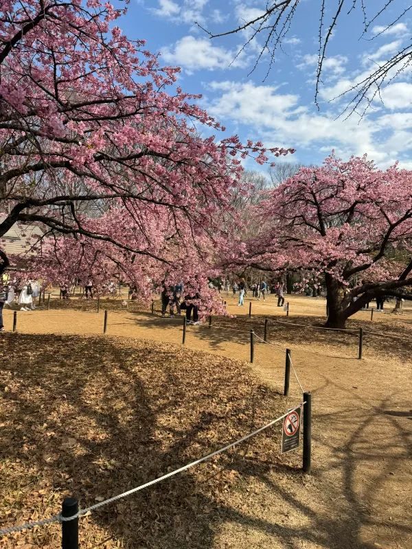 代々木公園での楽しいひととき
