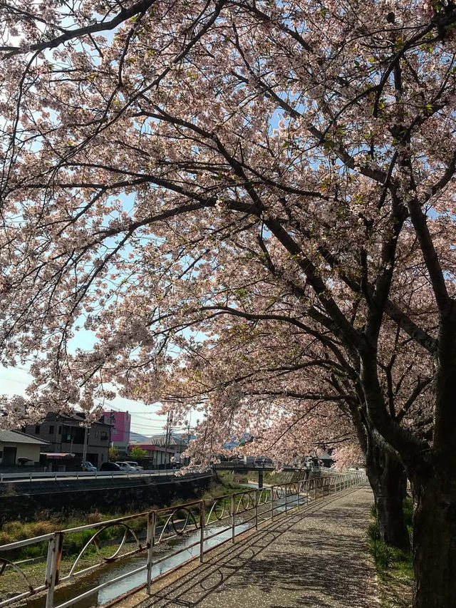 福岡賞櫻全攻略：海濱都市的春日櫻花浪漫！